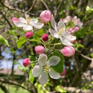 Meet your Posher, Sheila